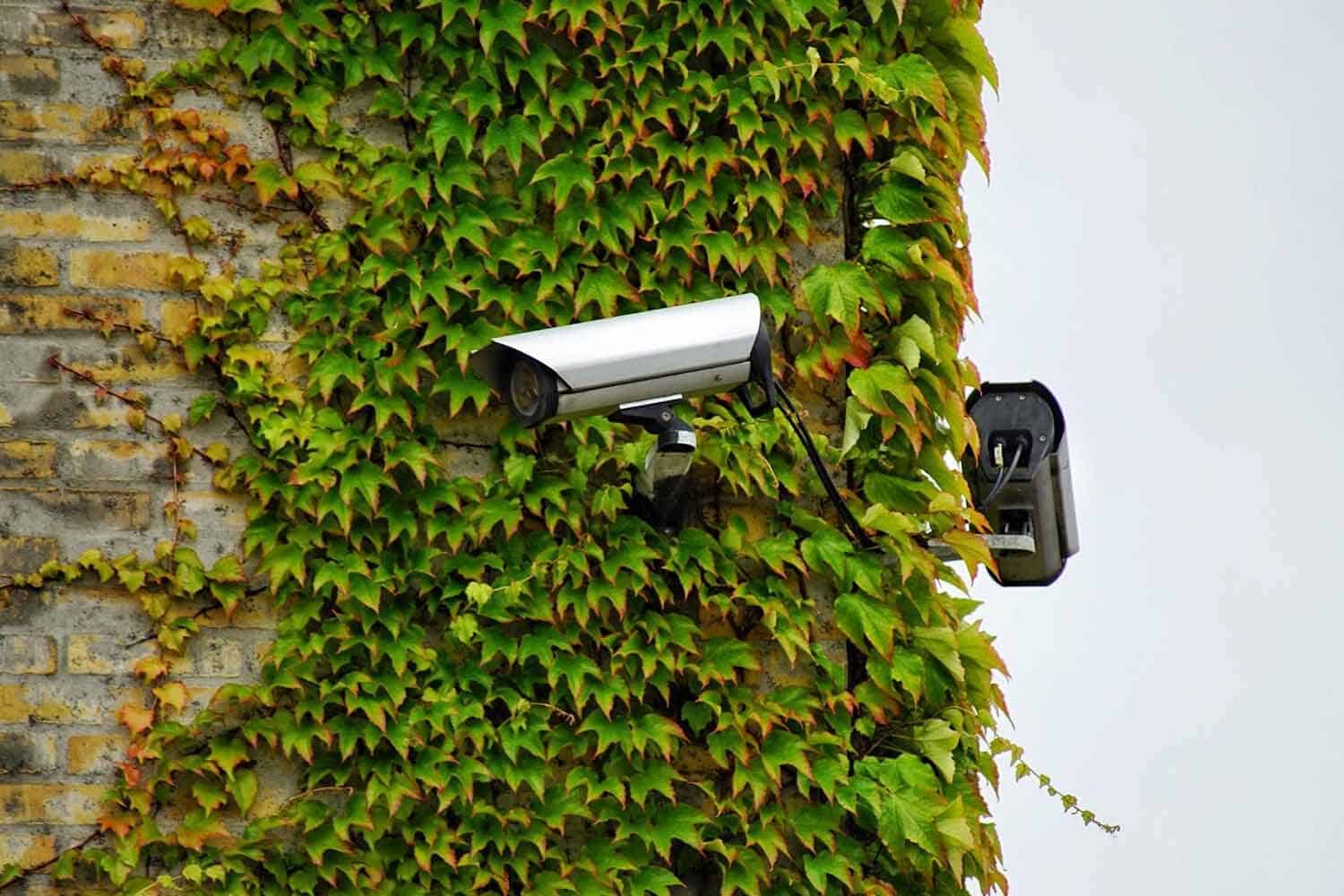 How to Hide a Surveillance Camera Outside Using Natural Cover