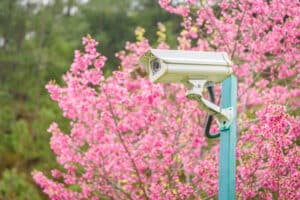 Spring Blooms and Security Camera